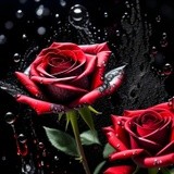 by Mihaela B