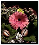 by Pepita Selles
