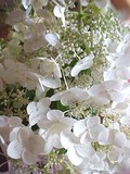 by Janet G. Smith