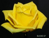 by Joke Schotting