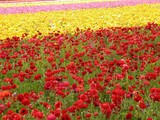 by Atsuko Nakatani