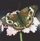 by Barbara Johnson