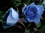 by Susan G 