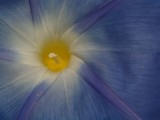 by Laurie Crouse
