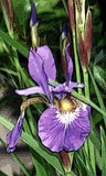by Sue Gordon