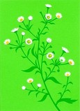 by Tomoko Hirano