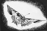 by Faun  Holmes