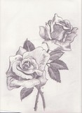 by Loni Saucier