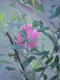 by Heli Aarniranta