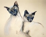 by Cori  Solomon