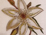 by Tara Bellman