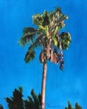 by Kathy Schoeppner