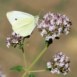 by Marie josé LAURIER