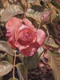 by steven wills