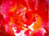 by Elizabeth Teed