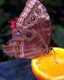 by Melody Koert