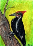 by Terri Walker