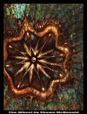 by Shawn McDonald