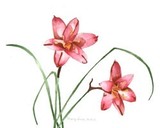 by Mary-Anna Welch