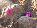 by Heli Aarniranta