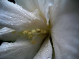 by Orian Ambient