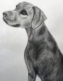 by Paula  Bodger