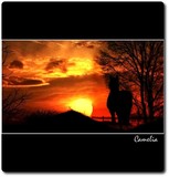 by bogorin camelia