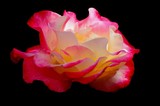 by marie will