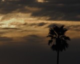 by Debra Kott