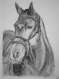 by Arnela Sabanovic