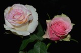 by Marie josé LAURIER