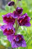 by Marie josé LAURIER