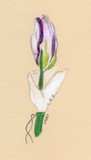 by Olivia Dickerson
