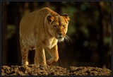 by Harry Eggens