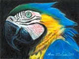 by Ana Tirolese