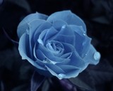 by Susan G 