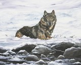 by Kimberly Mitchell
