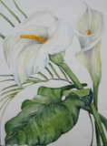 by Ingrid Kolster