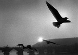 by Angelo Bozac