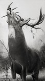 by charles black