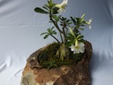 by Pedra Viva mini jardins