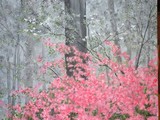 by Bev Neely