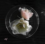 by Stefani Wehner