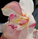 by marie-claire gallet