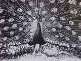 by Sophia Gordon