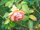 by Marie josé LAURIER