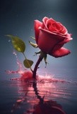 by Mihaela B