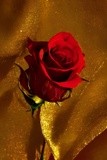 by Mihaela B