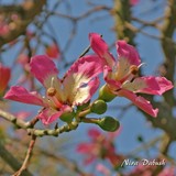 by Nira Dabush