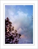 by Tree Pruitt